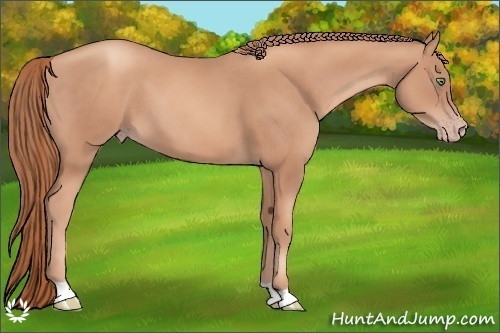 Horse Color:Gold Champagne 