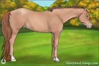Horse Color:Gold Champagne 