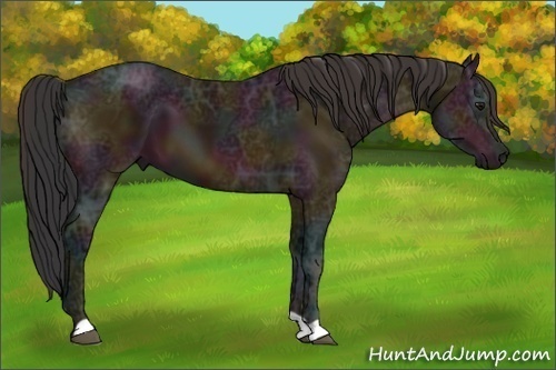 Horse Color:Midnight Bay Ice 