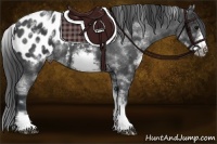 Horse Color:White Spotted Black Frame Appaloosa 