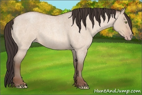 Horse Color:Amber Champagne Roan Dun