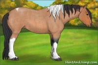 Horse Color:Bay Roan Tobiano 
