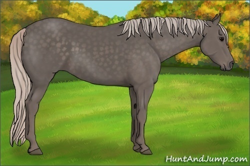 Horse Color:Silver Black 