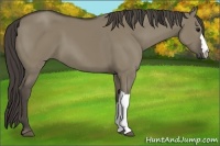 Horse Color:Smoky Grullo