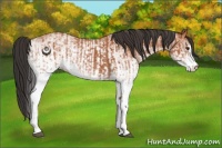 Horse Color:White Spotted Bay Splash  and White Spotted Bay 