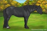 Horse Color:Black Sabino