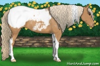 Horse Color:Chestnut Tobiano Appaloosa 