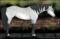 Horse Color:Bay Chinchilla 