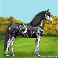 Horse Color:Midnight Black Sabino 