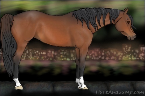 Horse Color:Bay 