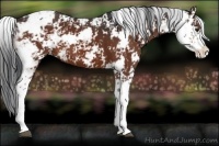 Horse Color:Bay Sabino 