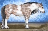 Horse Color:White Spotted Bay Roan Splash Frame