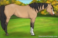 Horse Color:Bay Dun