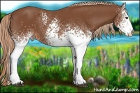 Horse Color:White Spotted Chestnut