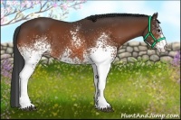 Horse Color:White Spotted Bay 