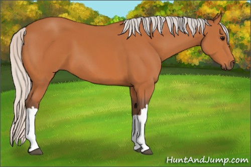 Horse Color:Silver Bay 