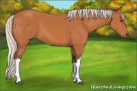 Horse Color:Silver Bay 