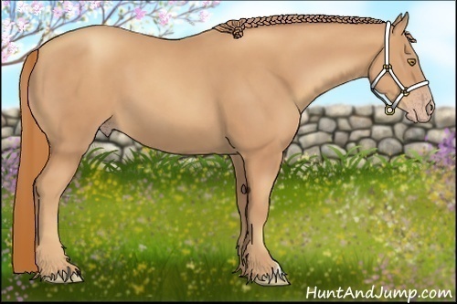 Horse Color:Gold Champagne