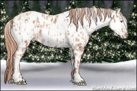 Horse Color:Gold Champagne Appaloosa and White Spotted Gold Champagne Appaloosa