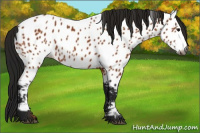Horse Color:Gray Bay Near Leopard