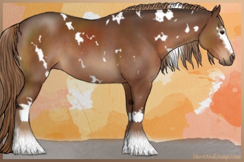 Horse Color:White Spotted Liver Chestnut 