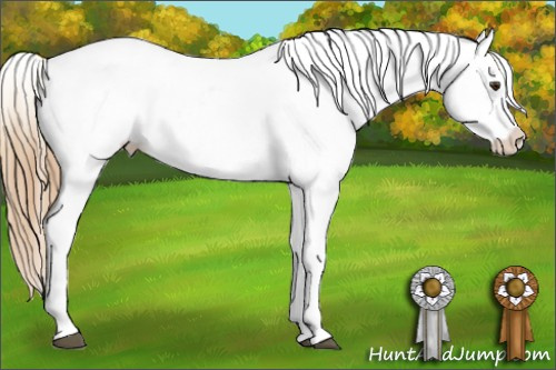 Horse Color:White Spotted Chestnut Appaloosa 