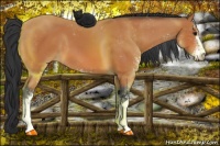 Horse Color:Bay Sabino