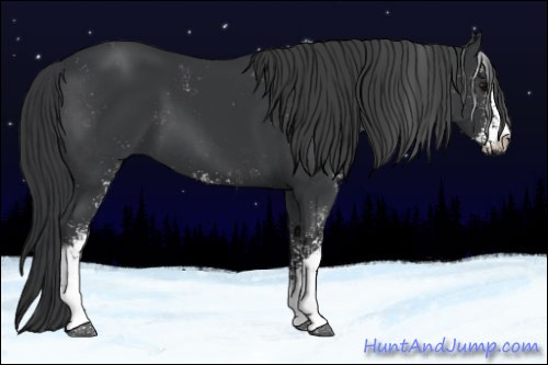 Horse Color:Black Sabino 