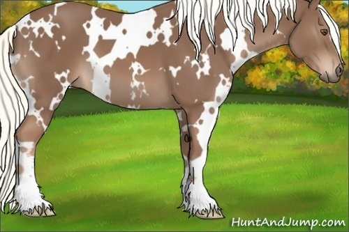 Horse Color:White Spotted Chestnut 