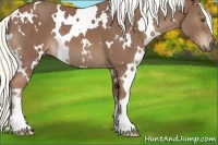 Horse Color:White Spotted Chestnut