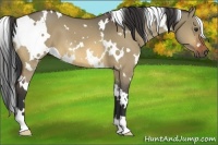 Horse Color:White Spotted Bay Dun