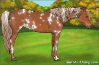 Horse Color:White Spotted Chestnut