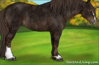 Horse Color:Liver Chestnut Ice Sabino 