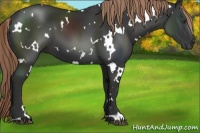 Horse Color:White Spotted Liver Chestnut