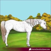 Horse Color:Gray Chestnut Sabino 