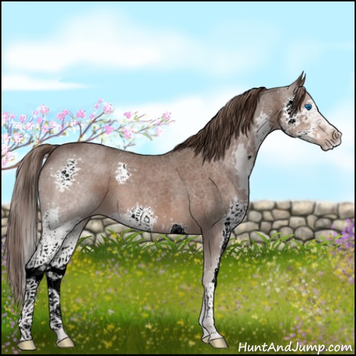 Horse Color:Liver Red Roan Splash
