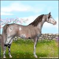 Horse Color:Liver Red Roan Splash