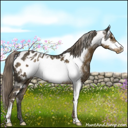 Horse Color:White Spotted Chocolate Palomino Frame Appaloosa 