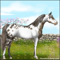 Horse Color:White Spotted Chocolate Palomino Frame Appaloosa 