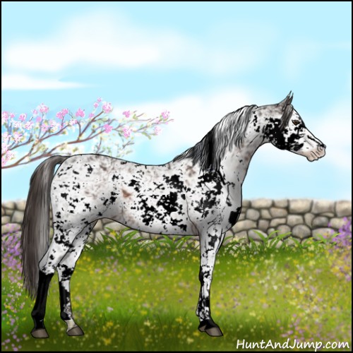 Horse Color:Liver Chestnut Sabino 