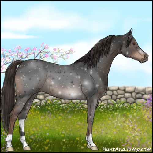 Horse Color:Liver Red Roan 
