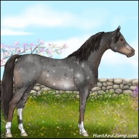 Horse Color:Liver Red Roan 
