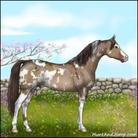 Horse Color:White Spotted Liver Red Dun 