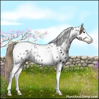 Horse Color:White Spotted Liver Chestnut Tobiano Appaloosa 