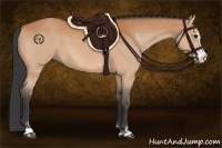 Horse Color:Bay Sabino