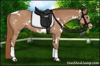 Horse Color:White Spotted Chestnut Sabino 