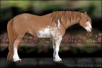 Horse Color:Chestnut Sabino