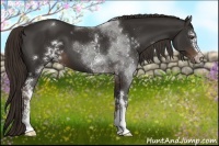 Horse Color:White Spotted Liver Chestnut Sabino