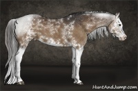 Horse Color:White Spotted Liver Chestnut Splash 