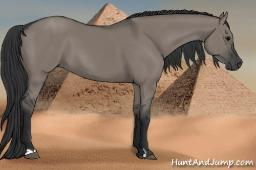 Horse Color:Grullo 